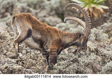 "Walia Ibex (Capra walie), Simien Mountains National Park, Amhara Region, Ethiopia, Africa" View Large Photo Image Picture - "Walia Ibex (Capra walie), Simien Mountains National Park, Amhara Region, Ethiopia, Africa". Fotosearch