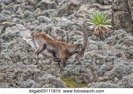 Stock Photography - "Walia Ibex (Capra walie), Simien Mountains National Park, Amhara Region, Ethiopia, Africa". Fotosearch