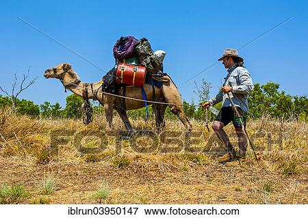 Stock Photo - "Walker with his camel crossing the outback, Northern Territory, Kakadu National Park, Australia, Oceania". Fotosearch