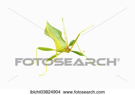 "Walking Leaf (Phyllium philippinicum, Phyllium siccifolium), male, native to the Philippines, captive" View Large Photo Image Picture - "Walking Leaf (Phyllium philippinicum, Phyllium siccifolium), male, native to the Philippines, captive". Fotosearch