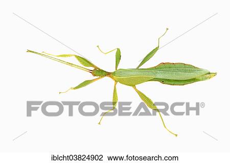 "Walking Leaf (Phyllium philippinicum, Phyllium siccifolium), male, native to the Philippines, captive" View Large Photo Image Stock Image - "Walking Leaf (Phyllium philippinicum, Phyllium siccifolium), male, native to the Philippines, captive". Fotosearch