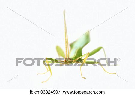 "Walking Leaf (Phyllium philippinicum, Phyllium siccifolium), male, native to the Philippines, captive" View Large Photo Image Stock Photo - "Walking Leaf (Phyllium philippinicum, Phyllium siccifolium), male, native to the Philippines, captive". Fotosearch