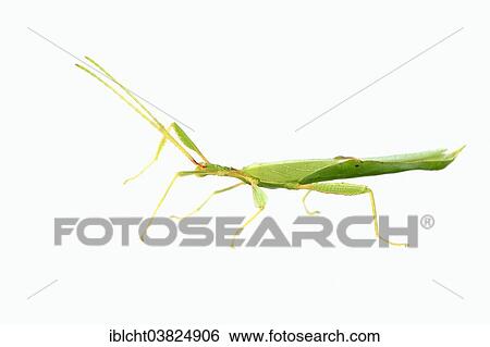 "Walking Leaf (Phyllium philippinicum, Phyllium siccifolium), male, native to the Philippines, captive" View Large Photo Image Stock Photograph - "Walking Leaf (Phyllium philippinicum, Phyllium siccifolium), male, native to the Philippines, captive". Fotosearch
