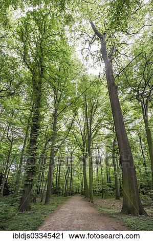 "Walkway in Schloss Benrath Palace Park, Benrath, Dusseldorf, Rhineland, North Rhine-Westphalia, Germany, Europe" View Large Photo Image Stock Image - "Walkway in Schloss Benrath Palace Park, Benrath, Dusseldorf, Rhineland, North Rhine-Westphalia, Germany, Europe". Fotosearch