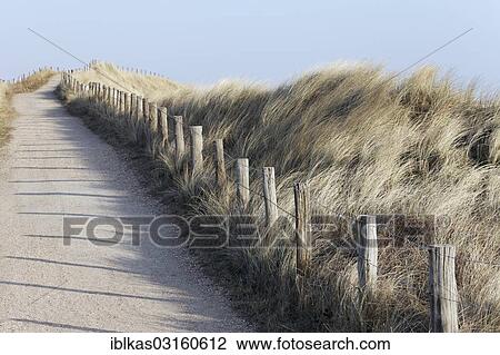"Walkway through the dunes on the North Sea coast, Zoutelande, Zeeland province, The Netherlands, Europe" View Large Photo Image Stock Image - "Walkway through the dunes on the North Sea coast, Zoutelande, Zeeland province, The Netherlands, Europe". Fotosearch