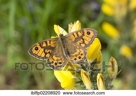 "Wall Brown (Lasiommata megera), adult, resting on gorse flowers, England, United Kingdom, Europe" View Large Photo Image Stock Image - "Wall Brown (Lasiommata megera), adult, resting on gorse flowers, England, United Kingdom, Europe". Fotosearch