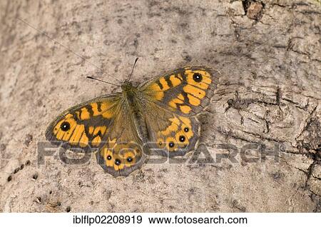 "Wall Brown (Lasiommata megera), adult, resting on tree trunk, England, United Kingdom, Europe" View Large Photo Image Stock Photo - "Wall Brown (Lasiommata megera), adult, resting on tree trunk, England, United Kingdom, Europe". Fotosearch