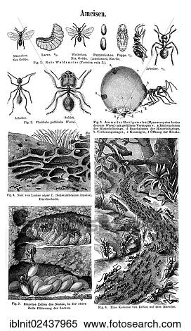 "Wall chart, Ants, an illustration from Meyers Konversations-Lexikon, an encyclopedia from 1897" View Large Photo Image Stock Photography - "Wall chart, Ants, an illustration from Meyers Konversations-Lexikon, an encyclopedia from 1897". Fotosearch