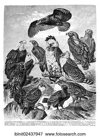 Stock Photo - "Wall chart, Eagles, an illustration from Meyers Konversations-Lexikon, an encyclopedia from 1897". Fotosearch