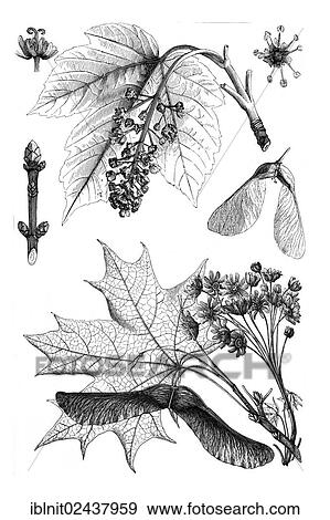 "Wall chart, Maple I, an illustration from Meyers Konversations-Lexikon, an encyclopedia from 1897" View Large Photo Image Stock Photo - "Wall chart, Maple I, an illustration from Meyers Konversations-Lexikon, an encyclopedia from 1897". Fotosearch