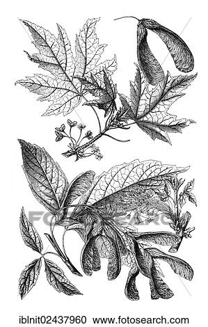 "Wall chart, Maple II, an illustration from Meyers Konversations-Lexikon, an encyclopedia from 1897" View Large Photo Image Stock Image - "Wall chart, Maple II, an illustration from Meyers Konversations-Lexikon, an encyclopedia from 1897". Fotosearch