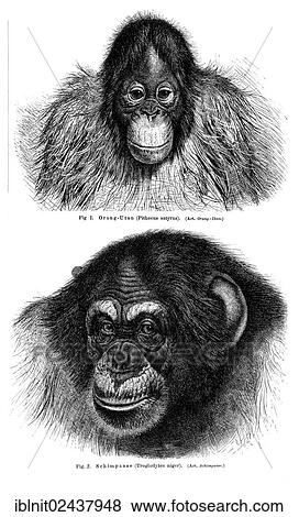 "Wall chart, Monkeys I, an illustration from Meyers Konversations-Lexikon, an encyclopedia from 1897" View Large Photo Image Stock Photo - "Wall chart, Monkeys I, an illustration from Meyers Konversations-Lexikon, an encyclopedia from 1897". Fotosearch