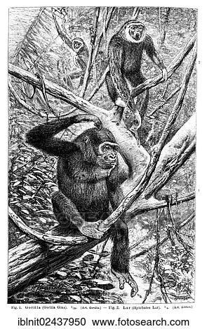 "Wall chart, Monkeys II, an illustration from Meyers Konversations-Lexikon, an encyclopedia from 1897" View Large Photo Image Stock Image - "Wall chart, Monkeys II, an illustration from Meyers Konversations-Lexikon, an encyclopedia from 1897". Fotosearch