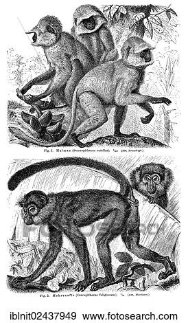 "Wall chart, Monkeys III, an illustration from Meyers Konversations-Lexikon, an encyclopedia from 1897" View Large Photo Image Stock Photo - "Wall chart, Monkeys III, an illustration from Meyers Konversations-Lexikon, an encyclopedia from 1897". Fotosearch