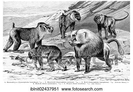 Stock Image - "Wall chart, Monkeys IV, an illustration from Meyers Konversations-Lexikon, an encyclopedia from 1897". Fotosearch