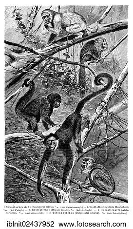Stock Image - "Wall chart, Monkeys V, an illustration from Meyers Konversations-Lexikon, an encyclopedia from 1897". Fotosearch