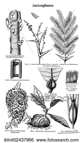 "Wall chart, Myrmecophyte, an illustration from Meyers Konversations-Lexikon, an encyclopedia from 1897" View Large Photo Image Stock Photograph - "Wall chart, Myrmecophyte, an illustration from Meyers Konversations-Lexikon, an encyclopedia from 1897". Fotosearch