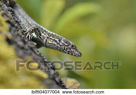 "Wall Lizard (Podarcis muralis maculiventris), adult, Garfagnana, Tuscany, Italy, Europe" View Large Photo Image Picture - "Wall Lizard (Podarcis muralis maculiventris), adult, Garfagnana, Tuscany, Italy, Europe". Fotosearch