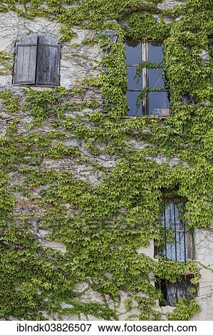 "Wall with windows of a house covered with ivy, Bussana Vecchia, Sanremo, Liguria, Italy, Europe" View Large Photo Image Stock Photo - "Wall with windows of a house covered with ivy, Bussana Vecchia, Sanremo, Liguria, Italy, Europe". Fotosearch