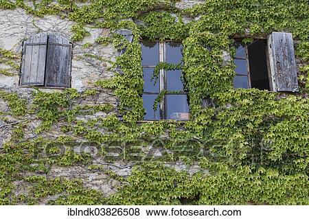 "Wall with windows of a house covered with ivy, Bussana Vecchia, Sanremo, Liguria, Italy, Europe" View Large Photo Image Stock Photo - "Wall with windows of a house covered with ivy, Bussana Vecchia, Sanremo, Liguria, Italy, Europe". Fotosearch