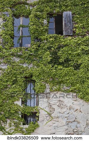 "Wall with windows of a house covered with ivy, Bussana Vecchia, Sanremo, Liguria, Italy, Europe" View Large Photo Image Stock Photo - "Wall with windows of a house covered with ivy, Bussana Vecchia, Sanremo, Liguria, Italy, Europe". Fotosearch