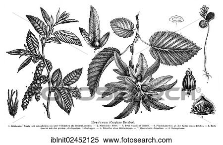 "Wallchart of a Hornbeam, illustration, Meyers Konversations-Lexikon encyclopedia, 1897" View Large Photo Image Stock Photography - "Wallchart of a Hornbeam, illustration, Meyers Konversations-Lexikon encyclopedia, 1897". Fotosearch