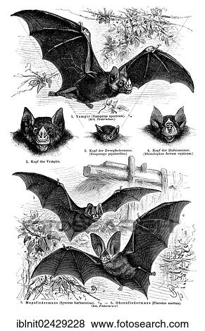 "Wallchart of bats, illustration from Meyers Konversationslexikon, a German encyclopedia, 1897" View Large Photo Image Stock Photo - "Wallchart of bats, illustration from Meyers Konversationslexikon, a German encyclopedia, 1897". Fotosearch