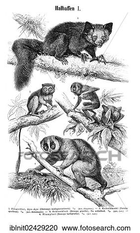 "Wallchart of prosimians, illustration from Meyers Konversationslexikon, a German encyclopedia, 1897" View Large Photo Image Stock Image - "Wallchart of prosimians, illustration from Meyers Konversationslexikon, a German encyclopedia, 1897". Fotosearch