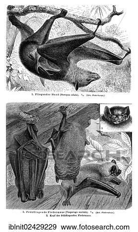 "Wallchart with bats, illustration from Meyers Konversationslexikon, a German encyclopedia, 1897" View Large Photo Image Stock Photo - "Wallchart with bats, illustration from Meyers Konversationslexikon, a German encyclopedia, 1897". Fotosearch