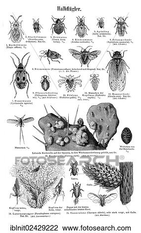 "Wallchart with hemiptera or true bugs, illustration from Meyers Konversationslexikon, a German encyclopedia, 1897" View Large Photo Image Stock Image - "Wallchart with hemiptera or true bugs, illustration from Meyers Konversationslexikon, a German encyclopedia, 1897". Fotosearch
