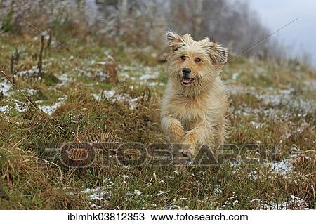 "Waller in winter, Germany, Europe" View Large Photo Image Stock Image - "Waller in winter, Germany, Europe". Fotosearch