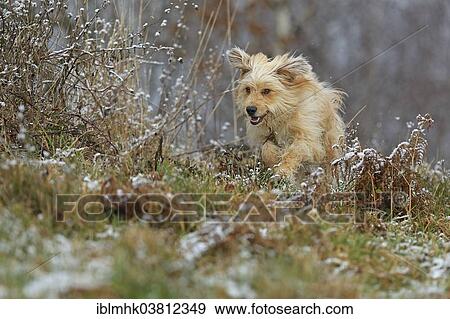 Stock Photo - "Waller in winter, Germany, Europe". Fotosearch