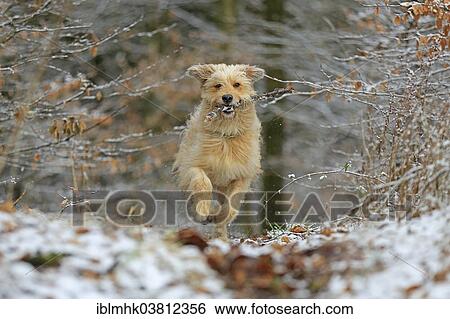 "Waller in winter, Germany, Europe" View Large Photo Image Stock Photograph - "Waller in winter, Germany, Europe". Fotosearch
