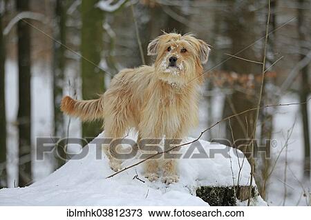 "Waller sitting on tree trunk in the snow, Germany, Europe" View Large Photo Image Stock Image - "Waller sitting on tree trunk in the snow, Germany, Europe". Fotosearch