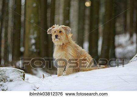 "Waller sitting on tree trunk in the snow, Germany, Europe" View Large Photo Image Stock Photograph - "Waller sitting on tree trunk in the snow, Germany, Europe". Fotosearch