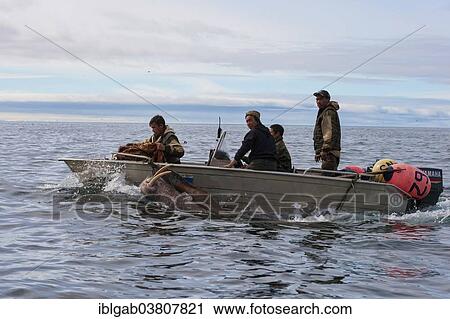 "Walrus hunters, Chukotka, Russia, Europe" View Large Photo Image Stock Image - "Walrus hunters, Chukotka, Russia, Europe". Fotosearch