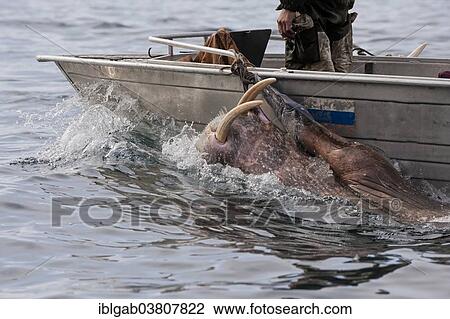 "Walrus hunters, Chukotka, Russia, Europe" View Large Photo Image Stock Image - "Walrus hunters, Chukotka, Russia, Europe". Fotosearch