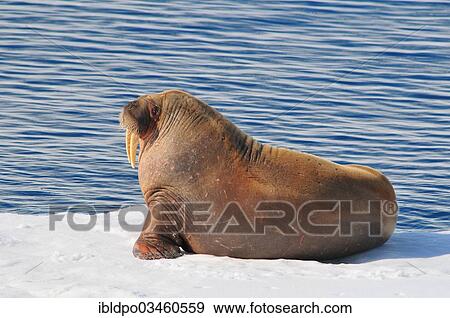 "Walrus (Odobenus rosmarus) on ice floe, Spitsbergen Island, Svalbard Archipelago, Svalbard and Jan Mayen, Norway, Europe" View Large Photo Image Stock Photo - "Walrus (Odobenus rosmarus) on ice floe, Spitsbergen Island, Svalbard Archipelago, Svalbard and Jan Mayen, Norway, Europe". Fotosearch