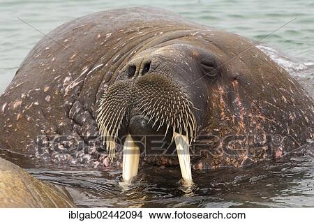 "Walrus (Odobenus rosmarus), Torellneset Island, Svalbard Archipelago, Arctic Norway, Europe" View Large Photo Image Picture - "Walrus (Odobenus rosmarus), Torellneset Island, Svalbard Archipelago, Arctic Norway, Europe". Fotosearch
