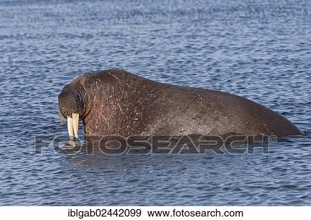 "Walrus (Odobenus rosmarus), Prins Karls Forland, Svalbard Archipelago, Arctic Norway, Europe" View Large Photo Image Stock Photo - "Walrus (Odobenus rosmarus), Prins Karls Forland, Svalbard Archipelago, Arctic Norway, Europe". Fotosearch