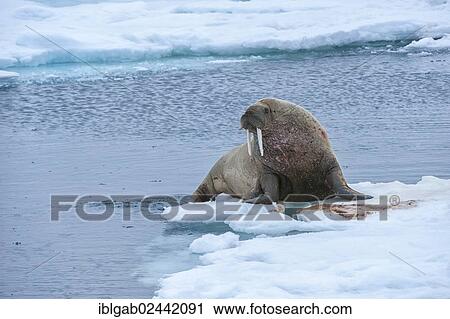 "Walrus (Odobenus rosmarus), Torellneset Island, Svalbard Archipelago, Arctic Norway, Europe" View Large Photo Image Stock Image - "Walrus (Odobenus rosmarus), Torellneset Island, Svalbard Archipelago, Arctic Norway, Europe". Fotosearch