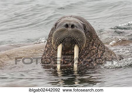 "Walrus (Odobenus rosmarus), Torellneset Island, Svalbard Archipelago, Arctic Norway, Europe" View Large Photo Image Stock Image - "Walrus (Odobenus rosmarus), Torellneset Island, Svalbard Archipelago, Arctic Norway, Europe". Fotosearch
