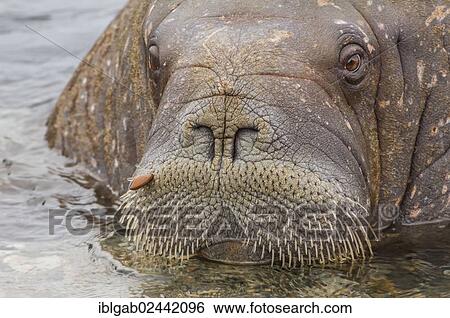Stock Photograph - "Walrus (Odobenus rosmarus), Torellneset Island, Svalbard Archipelago, Arctic Norway, Europe". Fotosearch