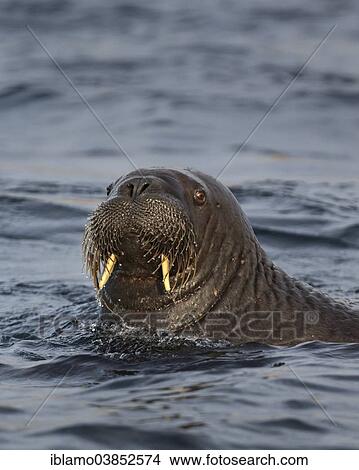 "Walrus (Odobenus rosmarus) swimming in the Arctic Sea, Spitsbergen, Svalbard Archipelago, Svalbard and Jan Mayen, Norway, Europe" View Large Photo Image Picture - "Walrus (Odobenus rosmarus) swimming in the Arctic Sea, Spitsbergen, Svalbard Archipelago, Svalbard and Jan Mayen, Norway, Europe". Fotosearch
