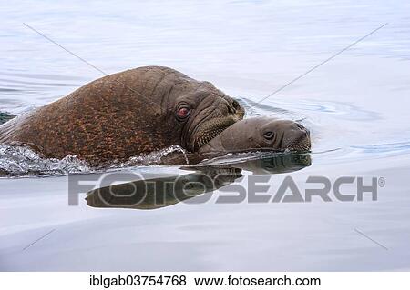 "Walrus (Odobenus rosmarus) swimming in the water, adult with young, Wrangel Island, Far Eastern Federal District, Russia, Europe" View Large Photo Image Stock Photo - "Walrus (Odobenus rosmarus) swimming in the water, adult with young, Wrangel Island, Far Eastern Federal District, Russia, Europe". Fotosearch