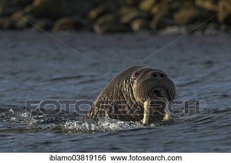 "Walrus (Odobenus rosmarus) swimming, Arctic Atlantic Ocean, Svalbard, Spitsbergen, Norway, Europe" View Large Photo Image Stock Photograph - "Walrus (Odobenus rosmarus) swimming, Arctic Atlantic Ocean, Svalbard, Spitsbergen, Norway, Europe". Fotosearch