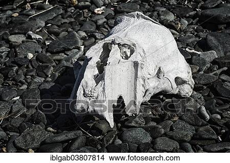 "Walrus skull, Yttygran Island, Chukotka, Russia, Europe" View Large Photo Image Picture - "Walrus skull, Yttygran Island, Chukotka, Russia, Europe". Fotosearch