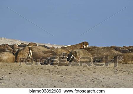 "Walruses (Odobenus rosmarus), herd on sand beach, Spitsbergen, Svalbard Archipelago, Svalbard and Jan Mayen, Norway, Europe" View Large Photo Image Stock Image - "Walruses (Odobenus rosmarus), herd on sand beach, Spitsbergen, Svalbard Archipelago, Svalbard and Jan Mayen, Norway, Europe". Fotosearch