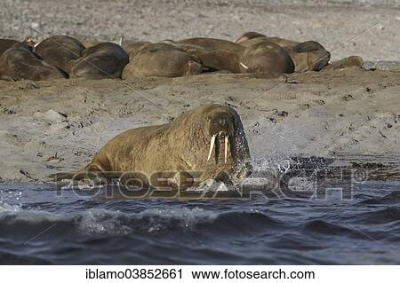 Stock Image - "Walruses (Odobenus rosmarus), herd on sand beach, Spitsbergen, Svalbard Archipelago, Svalbard and Jan Mayen, Norway, Europe". Fotosearch