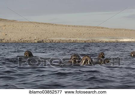 "Walruses (Odobenus rosmarus), herd swimming in the Arctic Sea, Spitsbergen, Svalbard Archipelago, Svalbard and Jan Mayen, Norway, Europe" View Large Photo Image Stock Photo - "Walruses (Odobenus rosmarus), herd swimming in the Arctic Sea, Spitsbergen, Svalbard Archipelago, Svalbard and Jan Mayen, Norway, Europe". Fotosearch